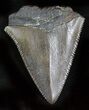 Serrated Fossil Great White Shark Tooth - #29055-1